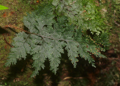 Hymenophyllum scabrum