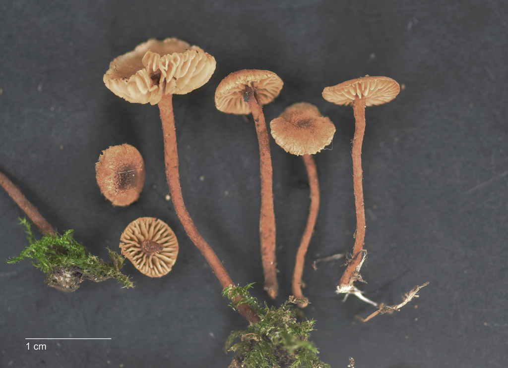 Tubaria recta