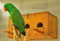 Psittaculidae