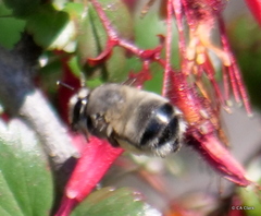 Anthophora edwardsii