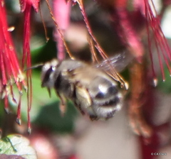 Anthophora edwardsii