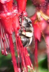 Anthophora edwardsii
