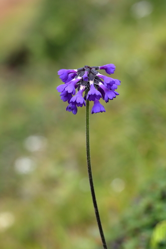 Primula bellidifolia