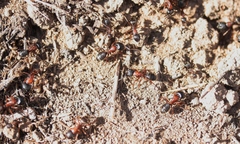 Camponotus dumetorum