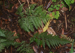 Leptolepia novae-zelandiae