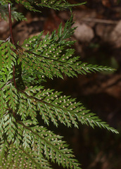 Leptolepia novae-zelandiae