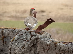 Lagopus muta chamberlaini