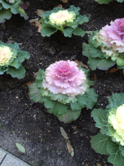 Brassica oleracea acephala