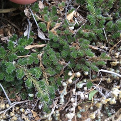 Selaginella peruviana