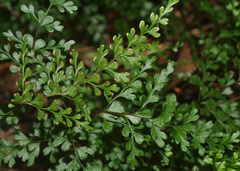 Lindsaea trichomanoides