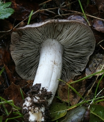 Tricholoma griseoviolaceum