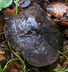 Tricholoma griseoviolaceum