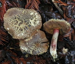 Xerocomellus mendocinensis