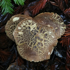Xerocomellus mendocinensis