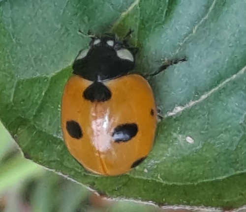 Coccinella magnifica