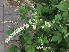 Artemisia lactiflora