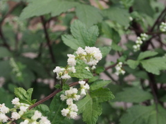 Artemisia lactiflora