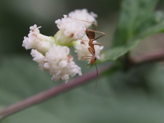 Artemisia lactiflora