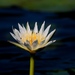 Waterlilies, Fanworts, and Allies - Photo (c) Roberto González, some rights reserved (CC BY-NC), uploaded by Roberto González