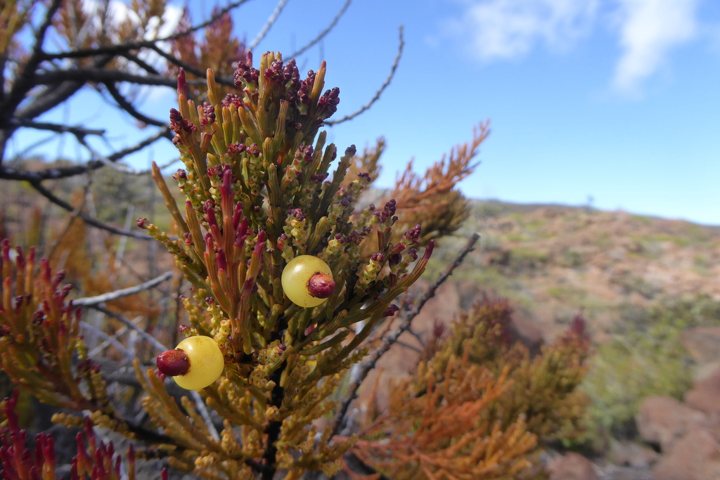 Exocarpos menziesii