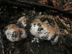 Cortinarius lilacinocolossus