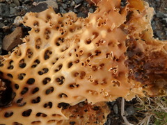 Thalassiophyllum clathrus