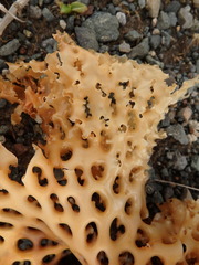 Thalassiophyllum clathrus