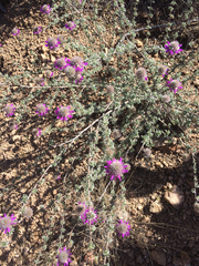 Dalea pulchra