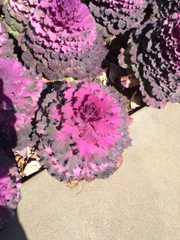 Brassica oleracea acephala