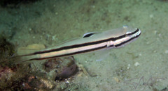 Valenciennea helsdingenii