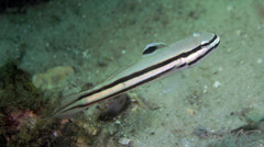 Valenciennea helsdingenii