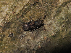 Basitropis