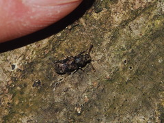 Basitropis