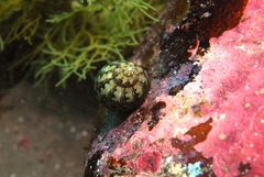 Phasianella ventricosa