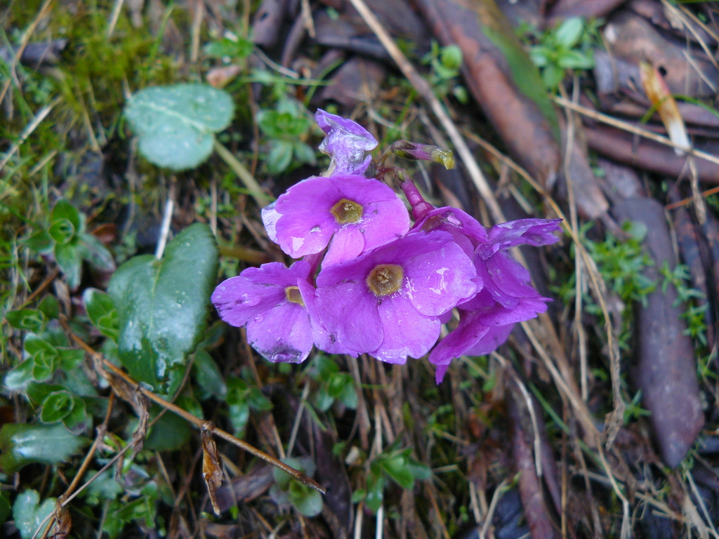 Primula gambeliana