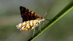 Chrysolarentia chrysocyma