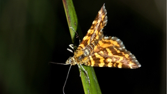 Chrysolarentia chrysocyma