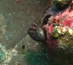 Phasianella ventricosa