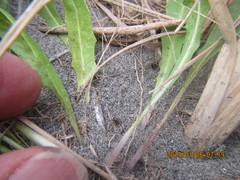 Hypodrassodes maoricus