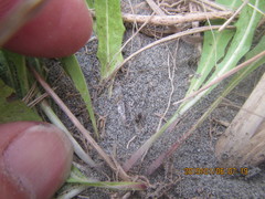 Hypodrassodes maoricus