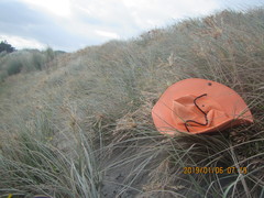 Hypodrassodes maoricus