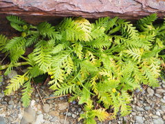 Leptinella plumosa