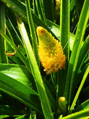 Bulbinella rossii