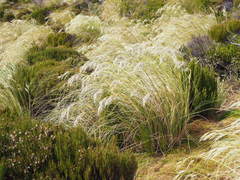 Chionochloa antarctica