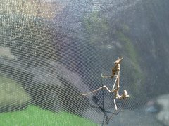Empusa