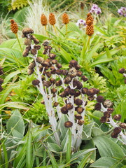 Pleurophyllum hookeri