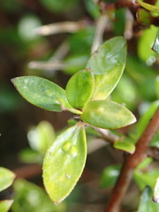 Coprosma ciliata