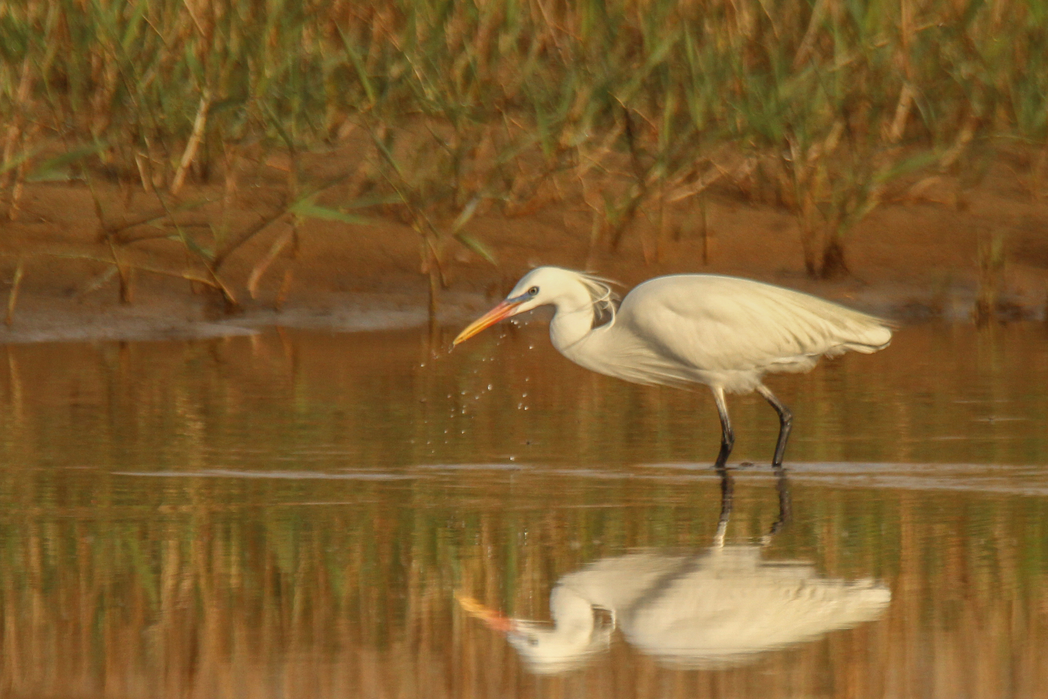 Chinese Egret (Egretta eulophotes)