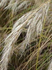 Chionochloa antarctica
