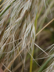 Chionochloa antarctica